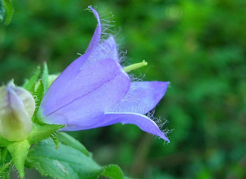 Campanula trachelium / Campanula selvatica